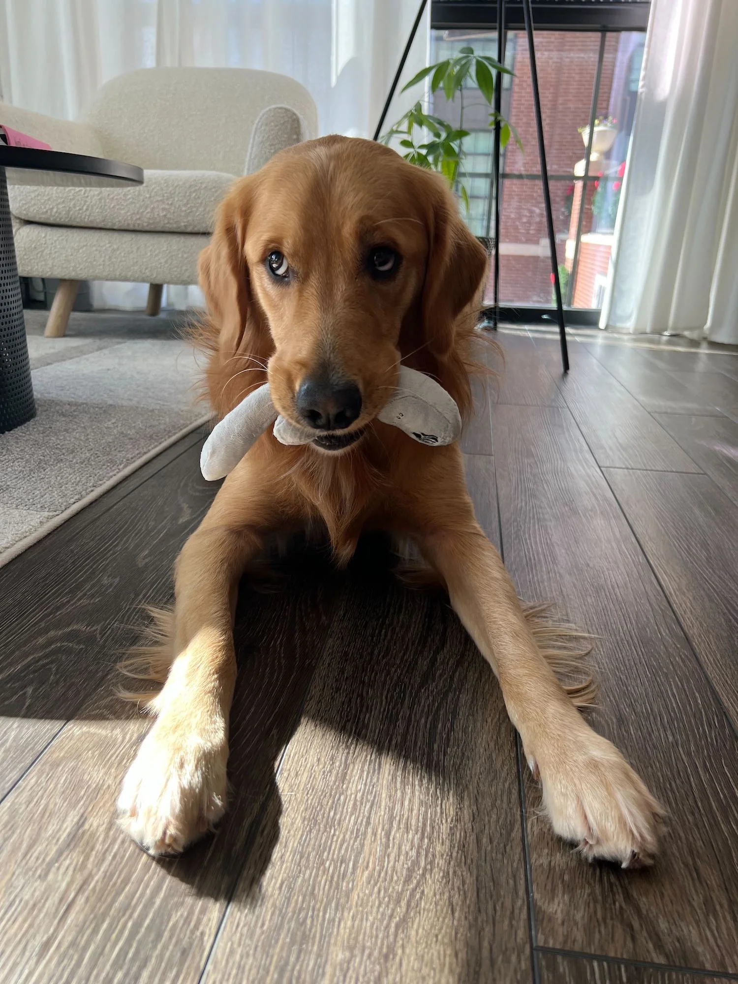 Lioness Dog Toy - Image 7