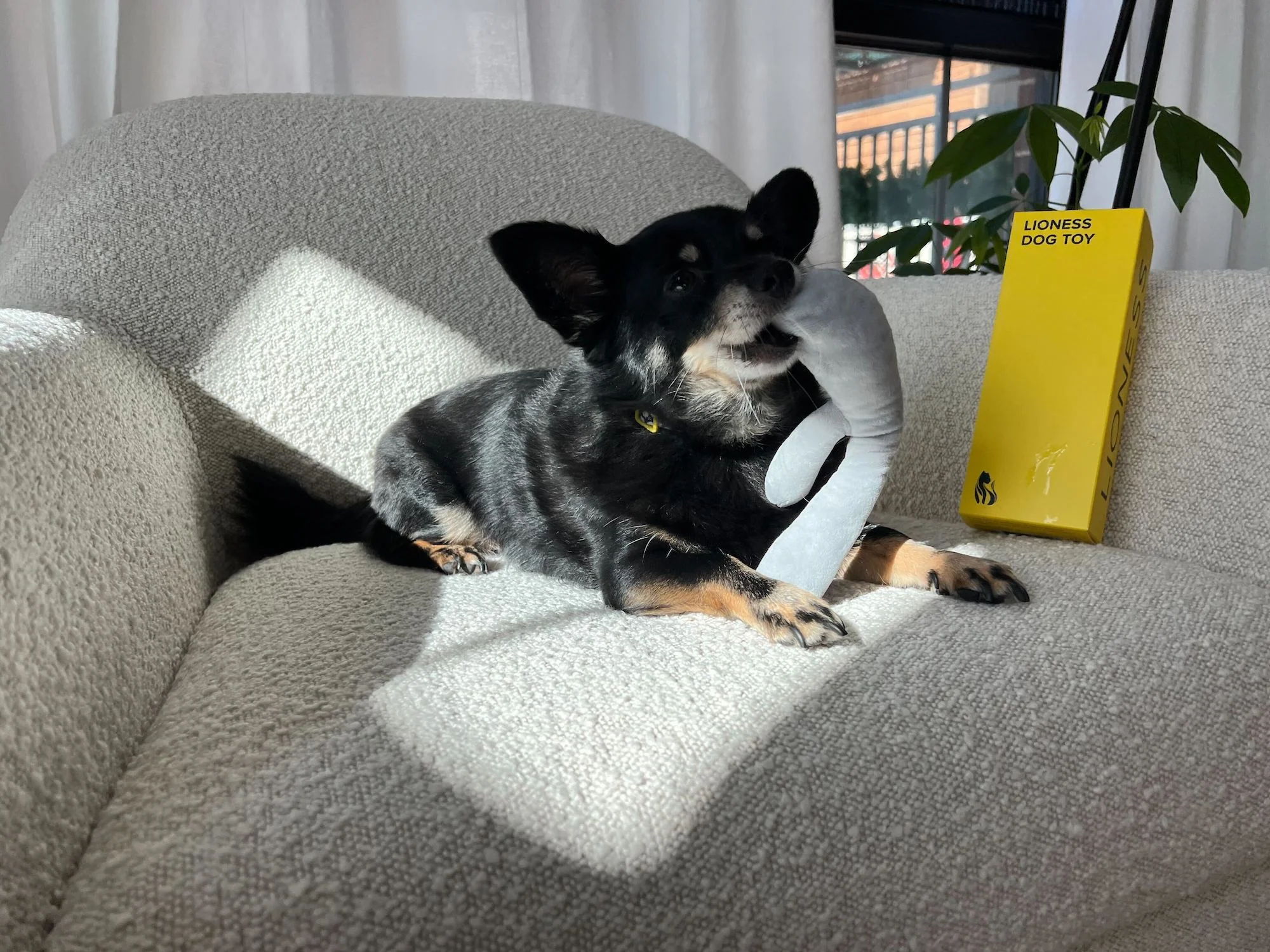 Lioness Dog Toy - Image 8