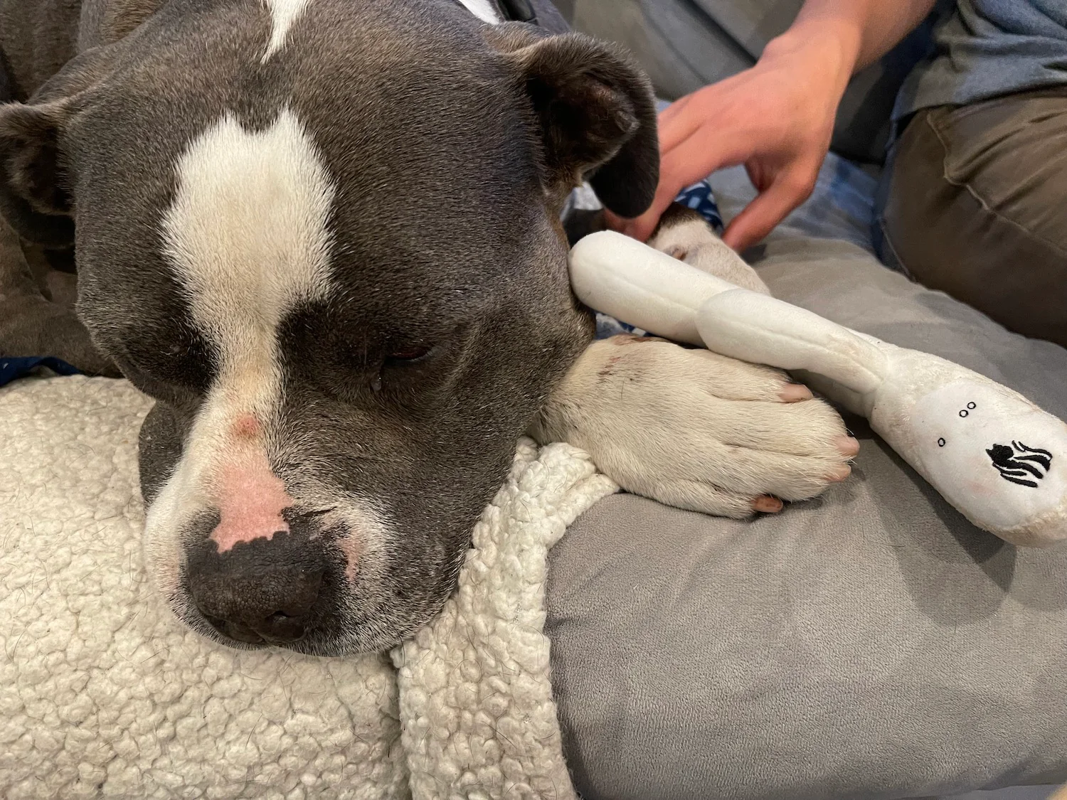 Lioness Dog Toy - Image 9